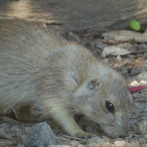 Schaefer Plaza - Black-tailed Prairie Dog