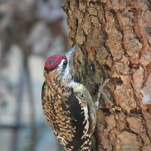 Main Valley - Yellow-bellied Sapsucker (Wild)