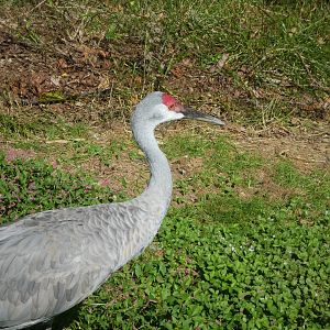 Maryland Wilderness - Marsh Aviary - Sandhill Crane