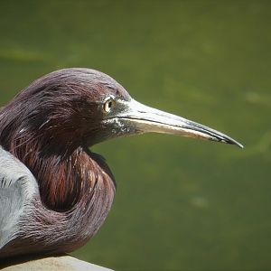 Maryland Wilderness - Marsh Aviary - Little Blue Heron
