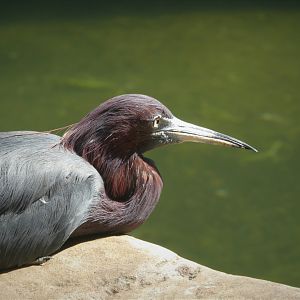 Maryland Wilderness - Marsh Aviary - Little Blue Heron