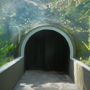 Maryland Wilderness - The Stream - Underwater Tunnel