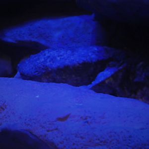 Maryland Wilderness - The Stream - Eastern Hellbender