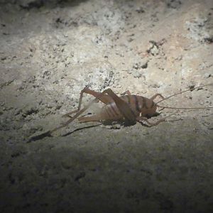 Maryland Wilderness - The Cave - Fake Cave Cricket