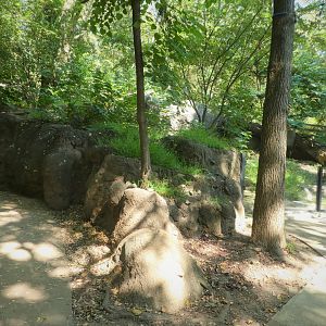 Maryland Wilderness - The Meadow