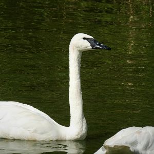 Maryland Wilderness - Barnyard - Trumpeter Swans