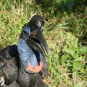 African Journey - Abyssinian Ground Hornbill