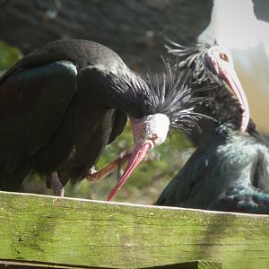 African Journey - African Aviary - Northern Bald Ibises