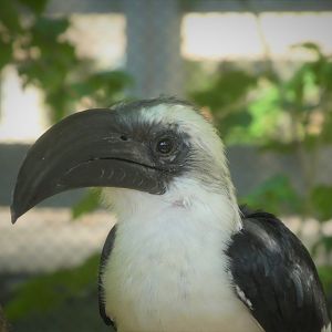African Journey - African Aviary - Von Der Decken's Hornbill