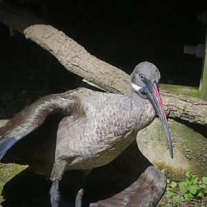 African Journey - African Aviary - Hadada Ibis