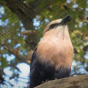 African Journey - African Aviary - Blue-bellied Roller