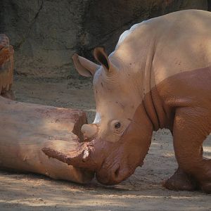 African Journey - Watering Hole - Southern White Rhinoceros