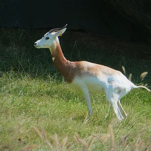 African Journey - Watering Hole - Addra Gazelle