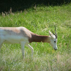 African Journey - Watering Hole - Addra Gazelle