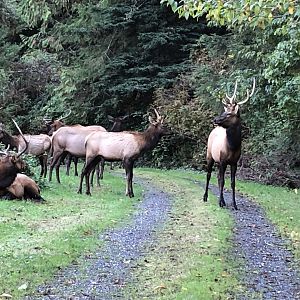 Roosevelt elk (Orick, CA)