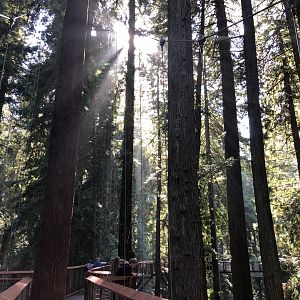View from Redwood Sky Walk