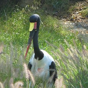 African Journey - Watering Hole - Saddle-billed Stork