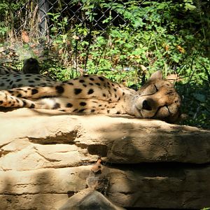 African Journey - Cheetah