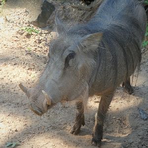 African Journey - Common Warthog