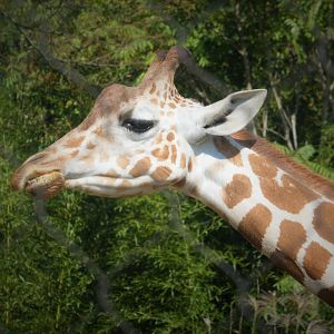 African Journey - Giraffe House - Hybrid Giraffe