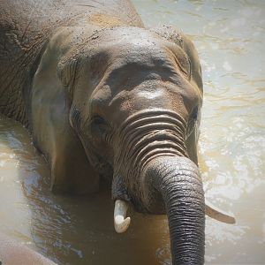 African Journey - African Bush Elephant