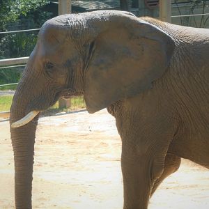 African Journey - African Bush Elephant