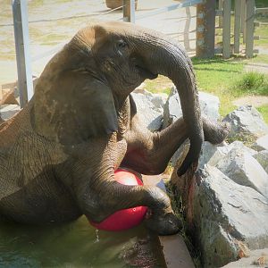 African Journey - African Bush Elephant