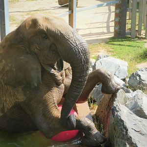 African Journey - African Bush Elephant