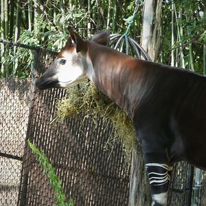African Journey - Giraffe House - Okapi