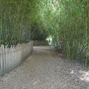 African Journey - Giraffe House - Path Near Okapi Exhibit