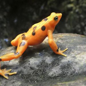 African Journey - Chimpanzee Forest - Panamanian Golden Frog