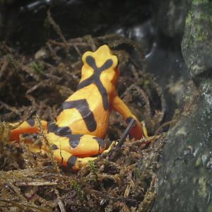 African Journey - Chimpanzee Forest - Panamanian Golden Frog