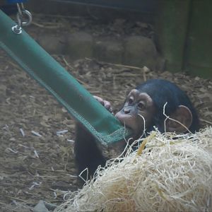 African Journey - Chimpanzee Forest - Chimpanzee - Maisie