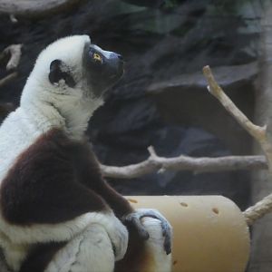 African Journey - Chimpanzee Forest - Coquerel's Sifaka