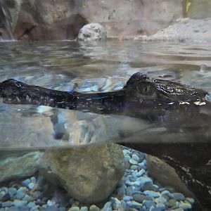 African Journey - Chimpanzee Forest - West African Slender-snouted Crocodile