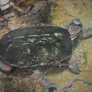 Maryland Wilderness - Giant Tree Slide - Wood Turtle