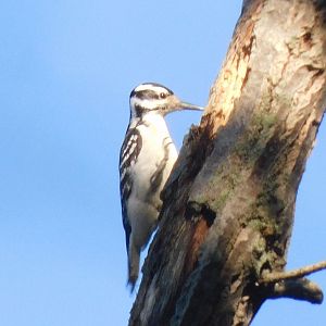 Hairy woodpecker
