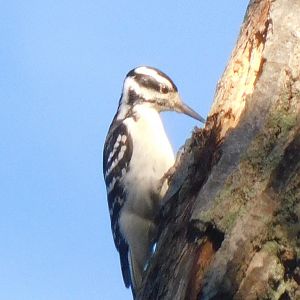 Hairy woodpecker