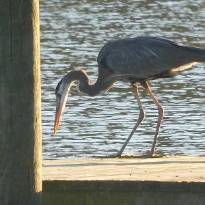 Great blue heron