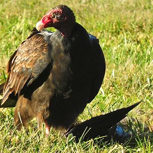 Turkey vulture with its meal