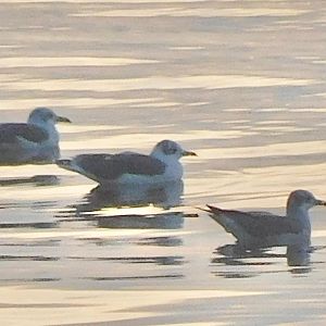 Ring billed gulls