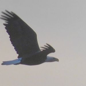 Bald eagle