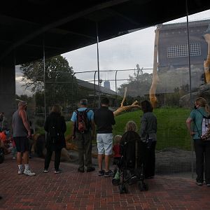 Pepper Family Wildlife Center - Lion Exhibit