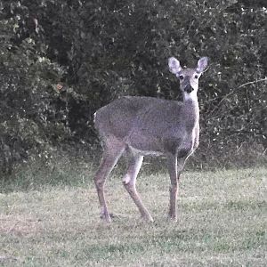 White tailed deer