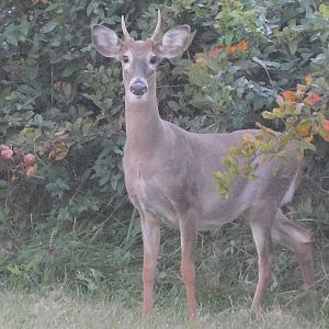 White tailed deer
