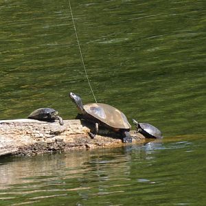 Red bellied cooter and painted turtles