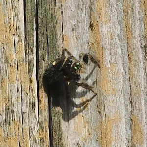bold jumping spider