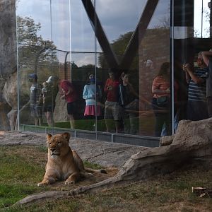 Pepper Family Wildlife Center - Lion Exhibit
