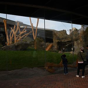 Pepper Family Wildlife Center - Lion Exhibit
