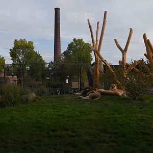 Pepper Family Wildlife Center - Lion Exhibit